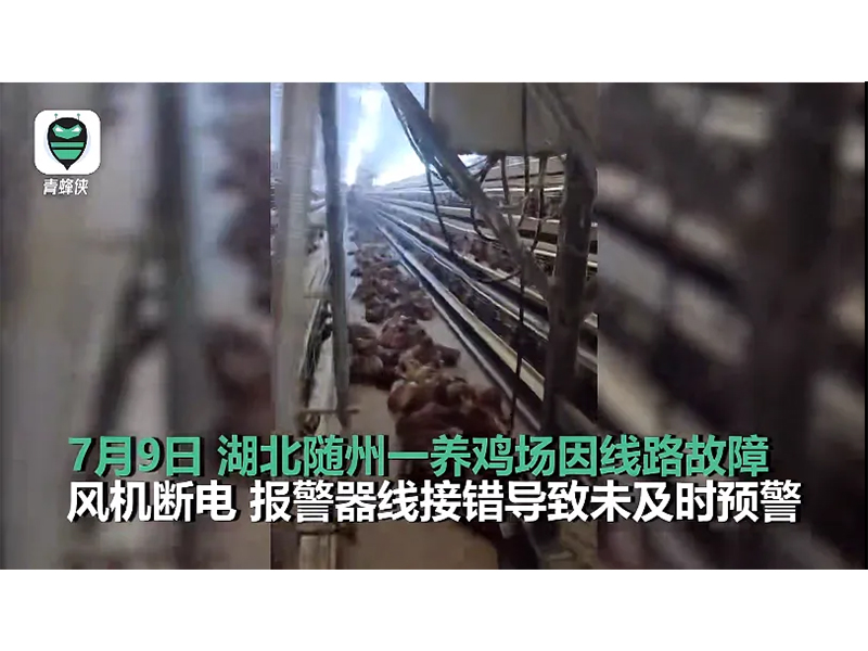 4000只雞被熱死！湖北養(yǎng)雞場停電故障給我們的啟示